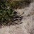 DSC02040Trail2FeetWide